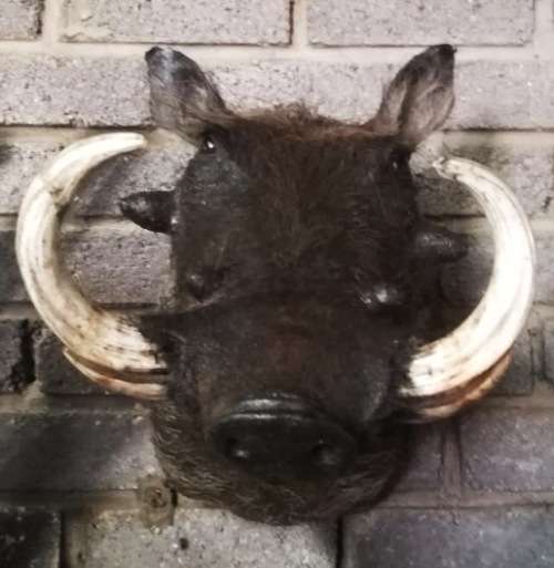 Warthog Trophy