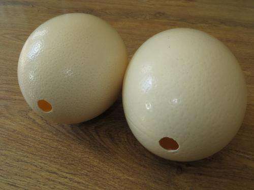 PAIR OF EMPTY CLEANED OSTRICH EGGS