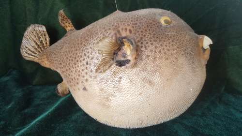 Vintage Genuine taxidermy Blowfish/Puffer Fish