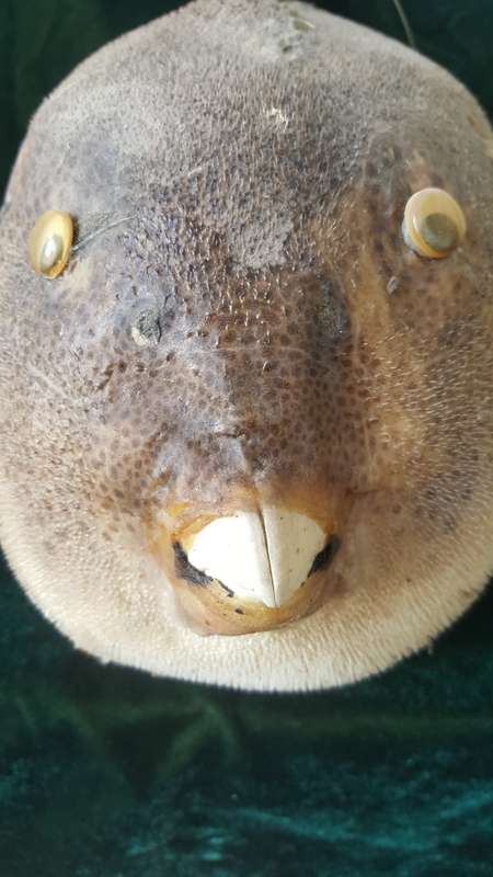 Vintage Genuine taxidermy Blowfish/Puffer Fish