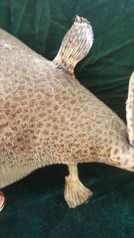 Vintage Genuine taxidermy Blowfish/Puffer Fish
