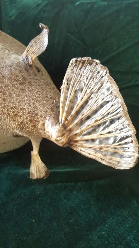 Vintage Genuine taxidermy Blowfish/Puffer Fish