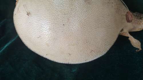 Vintage Genuine taxidermy Blowfish/Puffer Fish