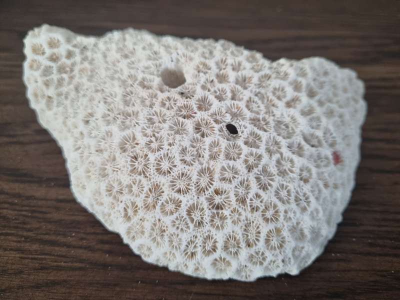 Fossil Large Genuine Old Sea Coral