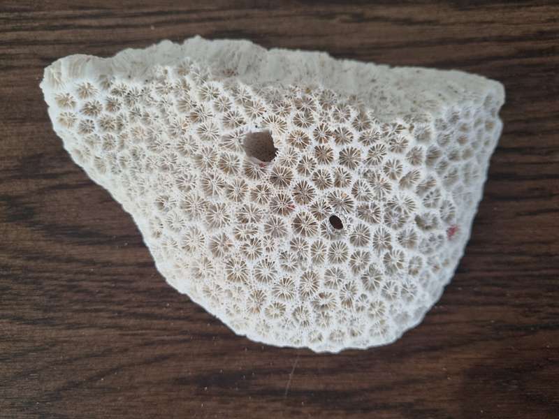 Fossil Large Genuine Old Sea Coral
