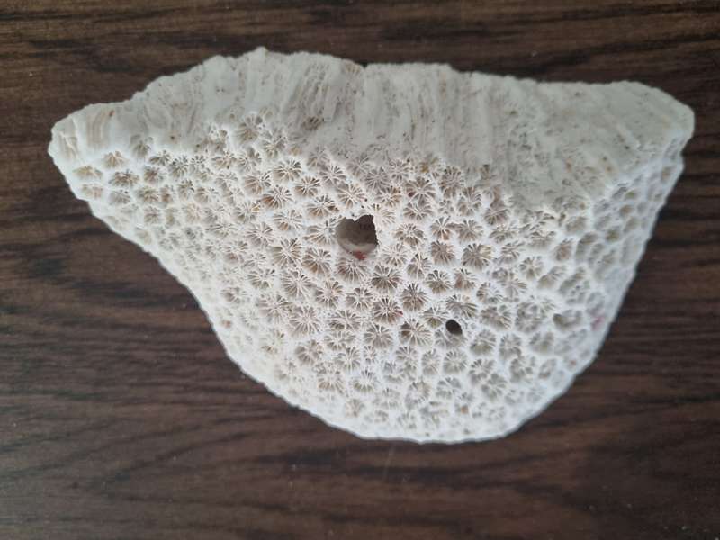 Fossil Large Genuine Old Sea Coral