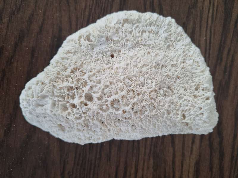 Fossil Large Genuine Old Sea Coral