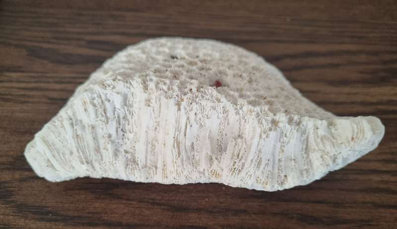 Fossil Large Genuine Old Sea Coral