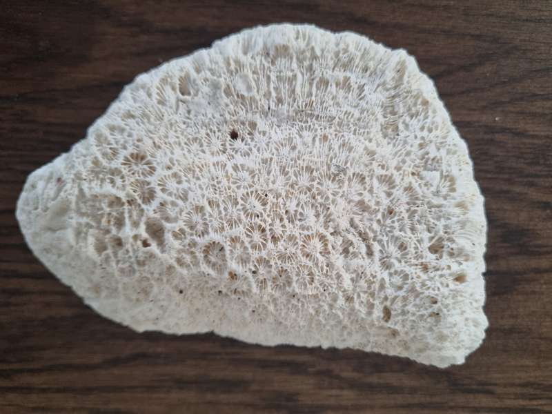 Fossil Large Genuine Old Sea Coral