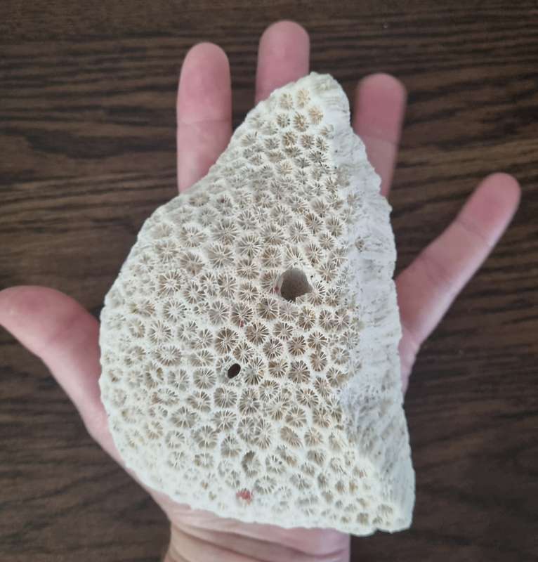 Fossil Large Genuine Old Sea Coral
