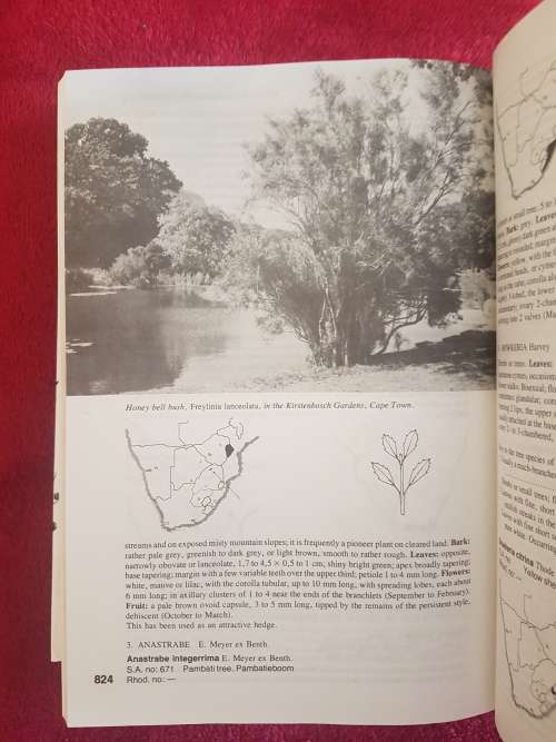 Keith Coates Palgrave Trees of Southern Africa