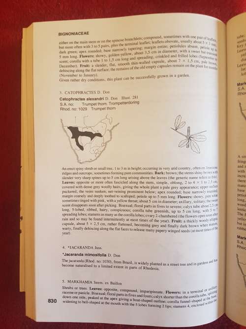 Keith Coates Palgrave Trees of Southern Africa