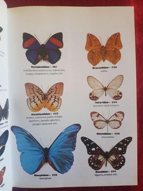 The Illustrated Encyclopedia of the BUTTERFLY WORLD over 2000 species reproduced life size