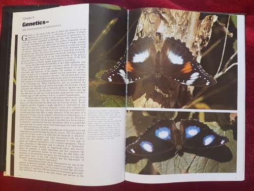 The Illustrated Encyclopedia of the BUTTERFLY WORLD over 2000 species reproduced life size