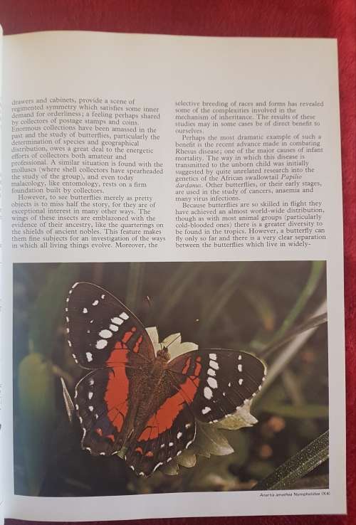 The Illustrated Encyclopedia of the BUTTERFLY WORLD over 2000 species reproduced life size