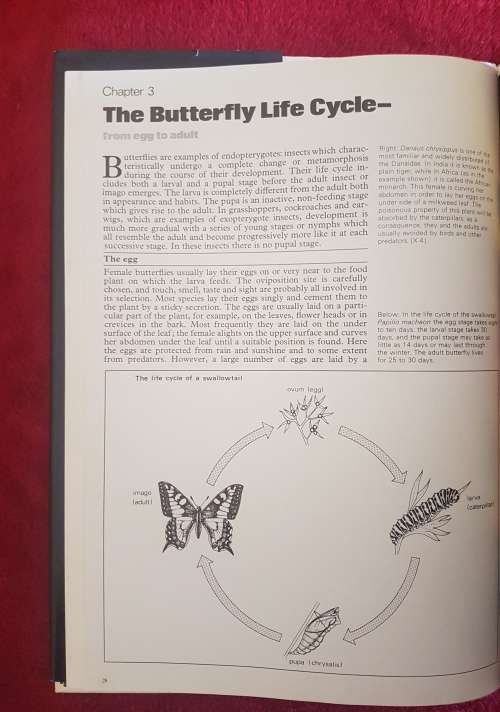 The Illustrated Encyclopedia of the BUTTERFLY WORLD over 2000 species reproduced life size