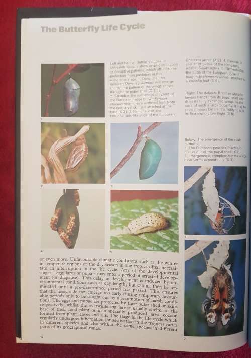 The Illustrated Encyclopedia of the BUTTERFLY WORLD over 2000 species reproduced life size