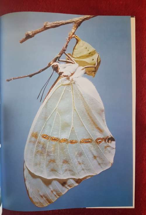 The Illustrated Encyclopedia of the BUTTERFLY WORLD over 2000 species reproduced life size