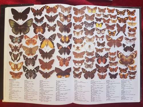 The Illustrated Encyclopedia of the BUTTERFLY WORLD over 2000 species reproduced life size