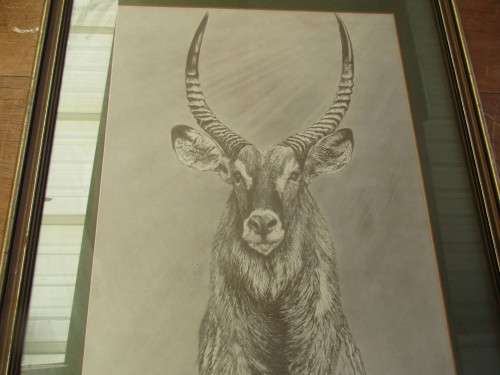 THREE PRINTS OF K WACKER LION ANTELOPE AND ELEPHANT