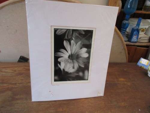 BEAUTIFUL PHOTO OF A CLOSE UP FLOWER  BLACK AND WHITE