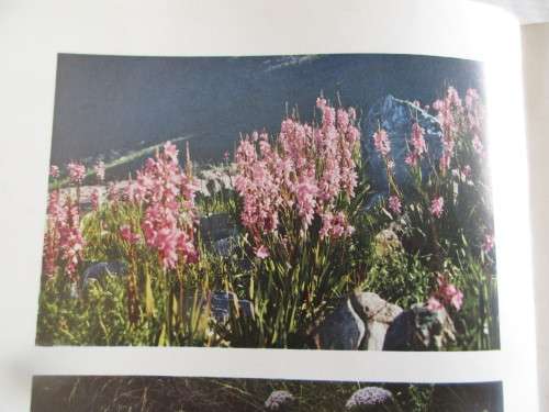 TABLE MOUNTAIN OUR NATIONAL  HERITAGE AFTER THREE HUNDRED YEARS FIRST EDITION 1951