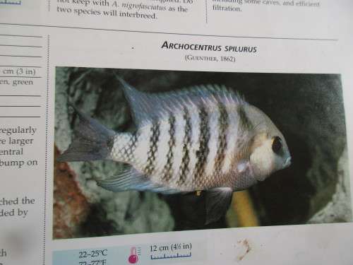 AN ILLUSTRATED ENCYLOPEDIA OF AQUARIUM FISH