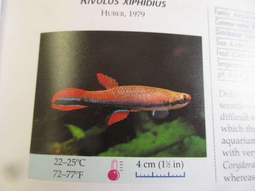 AN ILLUSTRATED ENCYLOPEDIA OF AQUARIUM FISH