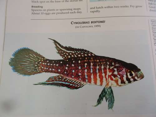 AN ILLUSTRATED ENCYLOPEDIA OF AQUARIUM FISH