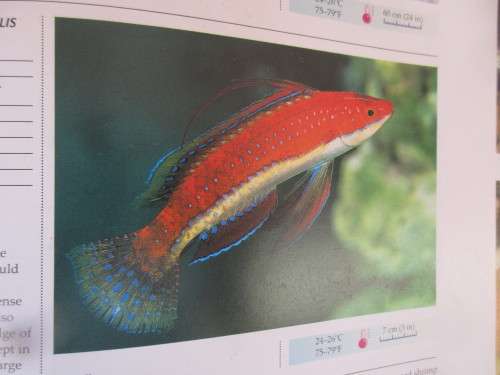 AN ILLUSTRATED ENCYLOPEDIA OF AQUARIUM FISH