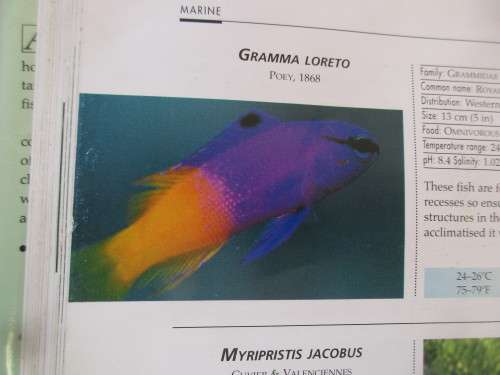 AN ILLUSTRATED ENCYLOPEDIA OF AQUARIUM FISH