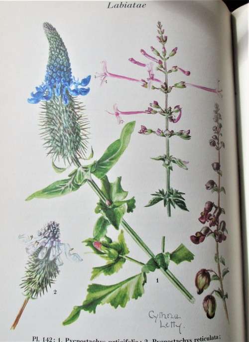 WILD FLOWERS OF THE TRANSVAAL CYNTHIA LETTY 1962 FIRST EDITION