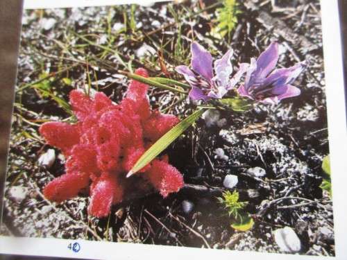 WILD FLOWERS OF TABLE MOUNTAIN W JACKSON FIRST EDITION 1977