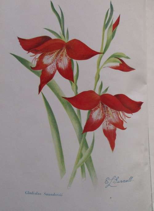 FLOWERS BY THE ROADSIDE R A H FLUGGE-DE SMIDT FIRST EDITION 1947 SIGNED COPY