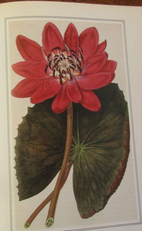 A CELEBRATION OF FLOWERS TWO HUNDRED YEARS OF CURTIS`S BOTANICAL MAGAZINE FIRST EDITION 1987
