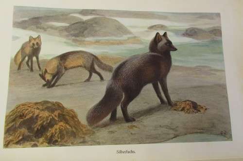 BREHMS TIERLEBEN VOL 3 FIRST EDITION 1915