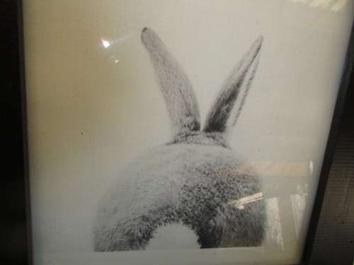 BEAUTIFUL BLACK WOOD FRAMED   RABBIT PICTURE FOR DESK  MOUNT