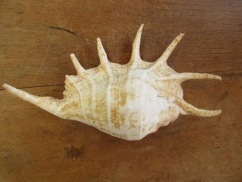 BEAUTIFUL MULTI PRONGED SHELL WITH SHELL PINK INTERIOR