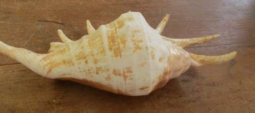 BEAUTIFUL MULTI PRONGED SHELL WITH SHELL PINK INTERIOR