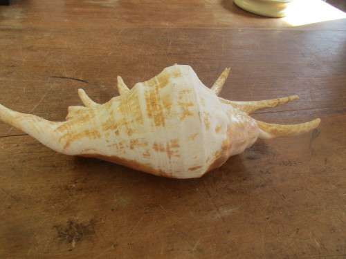 BEAUTIFUL MULTI PRONGED SHELL WITH SHELL PINK INTERIOR