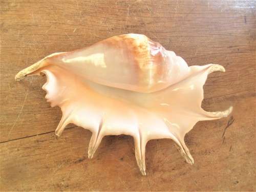 BEAUTIFUL MULTI PRONGED SHELL WITH SHELL PINK INTERIOR