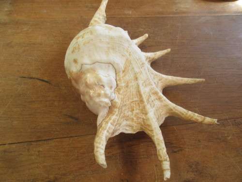 BEAUTIFUL MULTI PRONGED SHELL WITH SHELL PINK INTERIOR