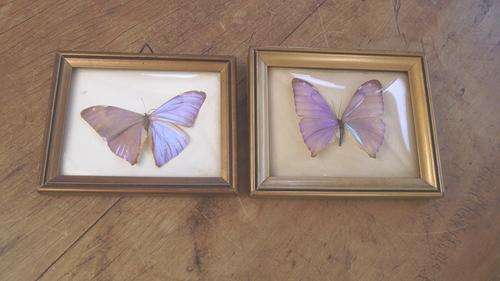 TWO FRAMED AND MOUNTED BUTTERFLIES