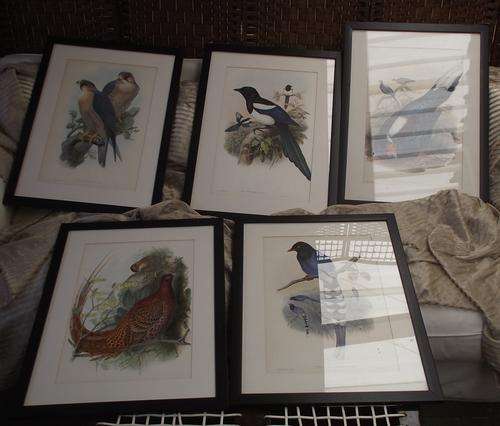 5 PRINTS  OF BIRDS