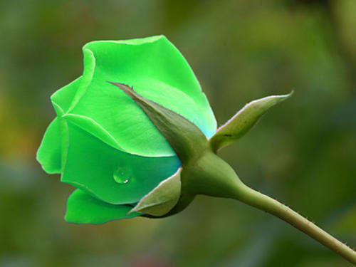 Green Rose Seeds (15 seeds)