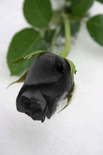 Black Rose Seeds (15 seeds)
