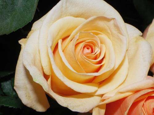 Beige Rose Seeds (15 seeds)