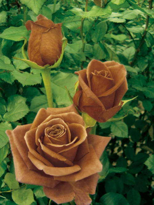 Chocolate Brown Rose Seeds (15 seeds)