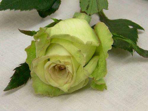 Lime Rose Seeds (15 seeds)