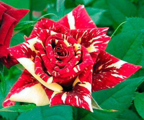 Meteor Shower Rose Seeds (15 seeds)